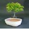 acer palmatum 'kiyohime' and bonsai pot set