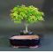 acer palmatum 'kiyohime' and bonsai pot set