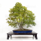 VENDU acer palmatum ref : 07090221