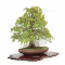 VENDU acer palmatum ref: 07090224