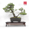 vendu Pinus pentaphylla ref: 21090222