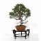VENDU juniperus chinensis itoigawa ref :22100223