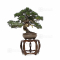 VENDU Juniperus chinensis itoigawa 27100225