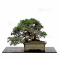 VENDU Juniperus chinensis itoigawa 27100227