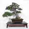 Pinus pentaphylla 17040223