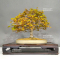 acer-palmatum-kashima-ref-5050232