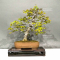 carpinus-laxiflora-ref-05050238
