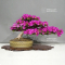 rhododendron-hoshi-no-kagayaki-ref-2060234