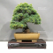 VENDU pinus pentaphylla nasu musume  ref:01060232
