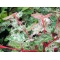 ACER CONSPICUM SILVER CARDINAL