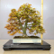 acer-palmatum-ref-17030232