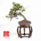 juniperus chinensis itoigawa ref : 03030234