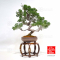 juniperus-chinensis-itoigawa-ref-03030237