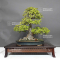 acer-buergerianum-ref-23080231