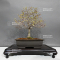acer palmatum kashima ref :22080232