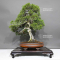 juniperus-chinensis-ref-30080231