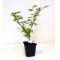Acer palmatum emerald lace en godet