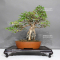 acer-buergerianum-ref-30080233