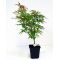 Acer palmatum jerry schwartz  in plastic pot