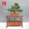 juniperus-chinensis-itoigawa-ref-080902310