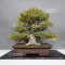 rhododendron-momo-chidori-2210231