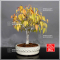 VENDU Zelkova serrata ref : 07011231