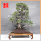 pinus-pentaphylla-zuisho-ref-07011239