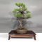 pinus-thunbergii-ref-1711233