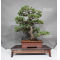 Pinus pentaphylla 1711234