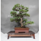 pinus-pentaphylla-1711234