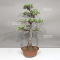 pinus pentaphylla 0112232