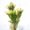 Pinus parviflora du Japon "goldilock"