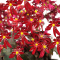 saxifraga fortunei tammy