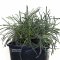 ficinia truncata ice crystal pot 2 litres