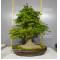 acer-palmatum-150525