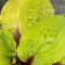 hosta-lemon-snap