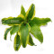 hosta-monkey-business