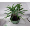 hosta-silly-string