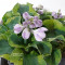 hosta-school-mouse