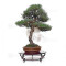 pinus-thunbergii-ref-12070251