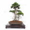 juniperus-rigida-20070251
