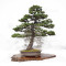 picea-jezoensis-28070251