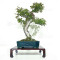 eleagnus pungens 28070254