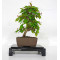 carpinus-turczaninowii-ref-23070251