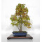 acer-palmatum-ref-23070252