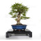 acer-palmatum-seigen-ref-23070253