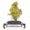 acer-palmatum-ref-24070251