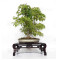 acer-palmatum-ref-24070252