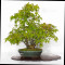 acer-palmatum-ref-24070254