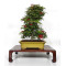 acer-palmatum-deshojo-24070253